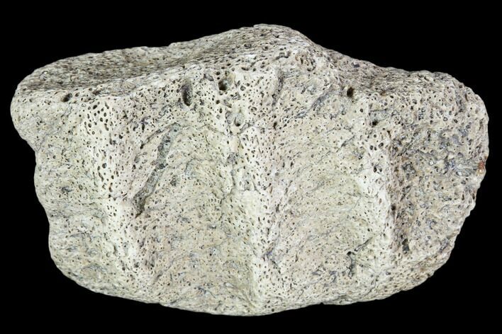 Fossil Dinosaur Jaw Bone Fragment - Aguja Formation, Texas #105033